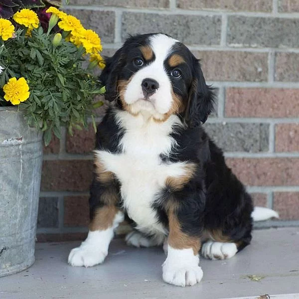 Bernese Mountain Dog-Miniature