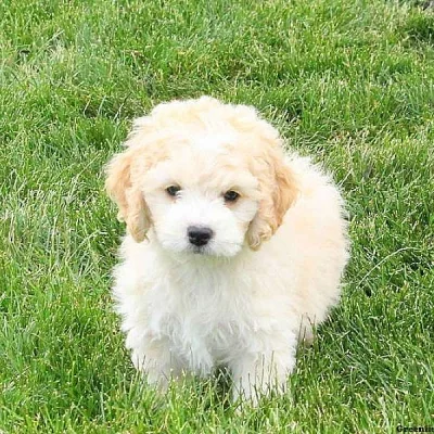 Bichon Mix
