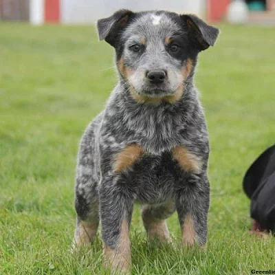 Heeler – Australian Cattle Dog