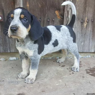 tick Coonhound