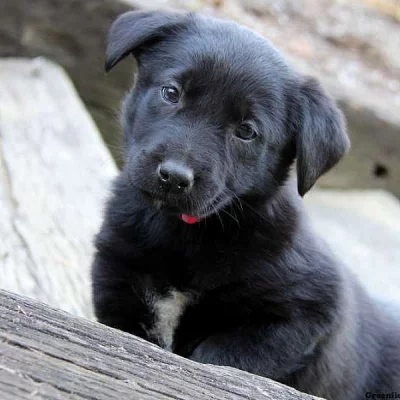 Borador