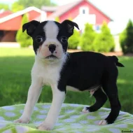 Boston Terrier