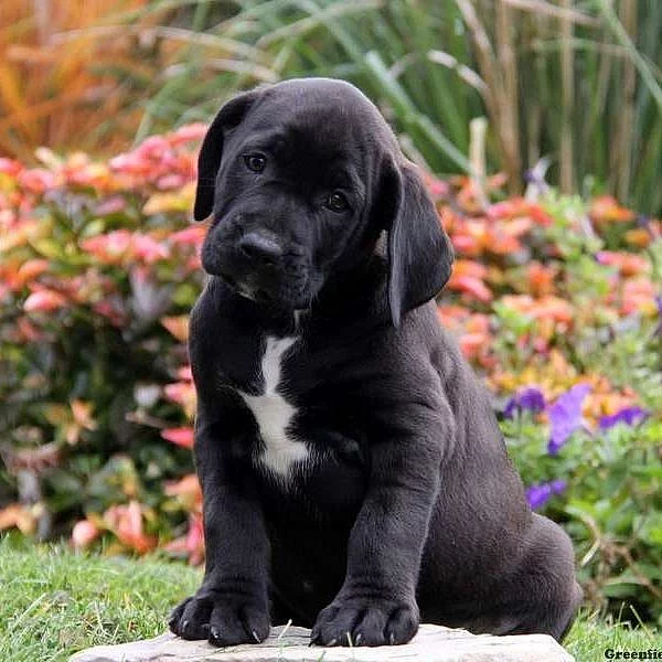 Boxador