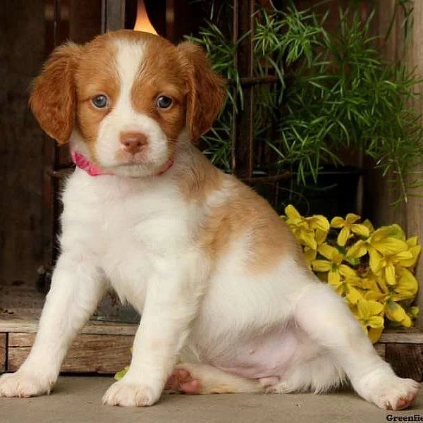 Brittany Spaniel