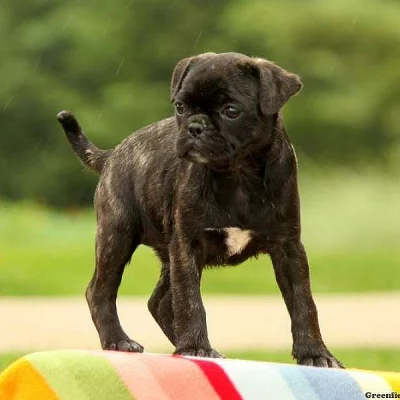Bugg Puppy