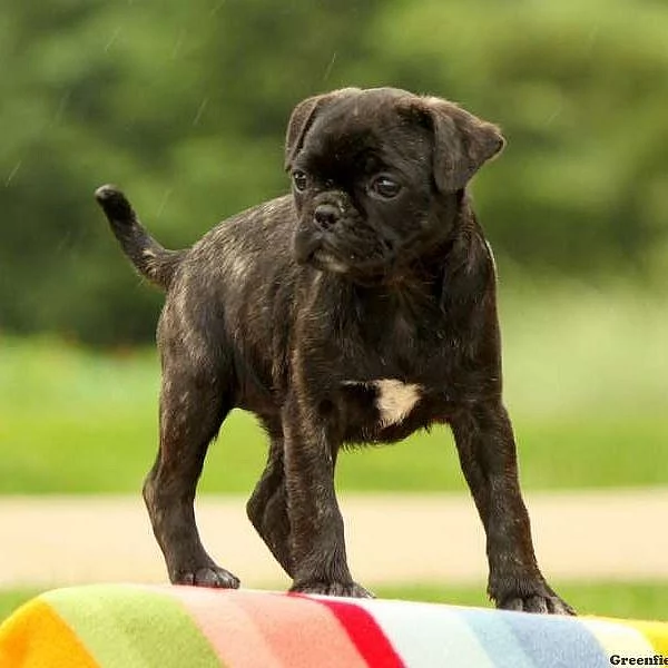 Bugg Puppy