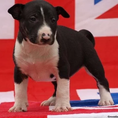 Bull Terrier