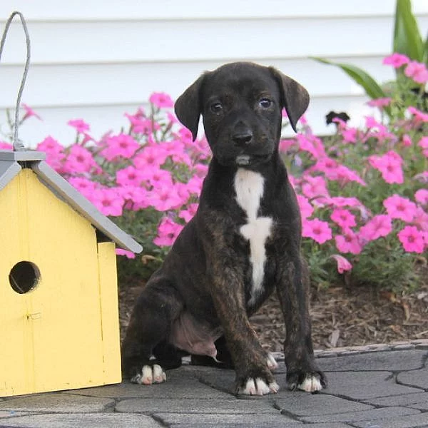 Catahoula Bulldog