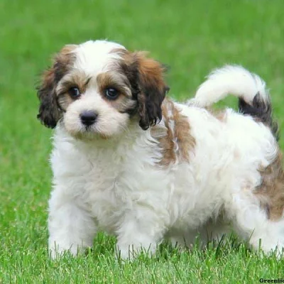 Cavachon