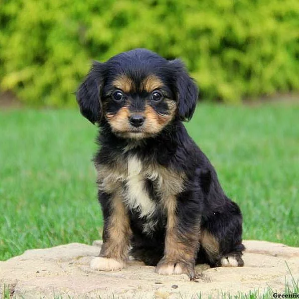 Cavalier King Charles Mix