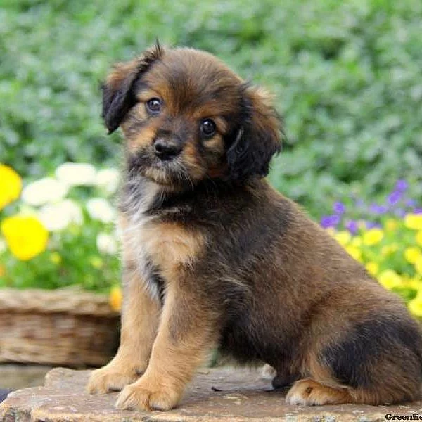 Cavapom