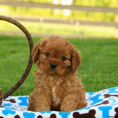 Cavapoo
