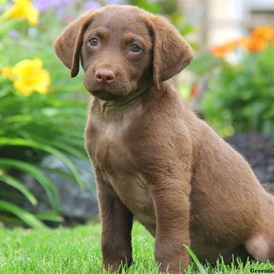 Chesapeake Bay Retriever