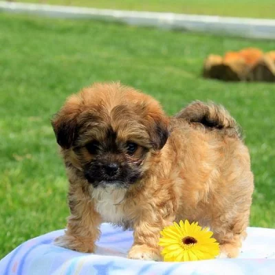 Chi-Chon Puppies