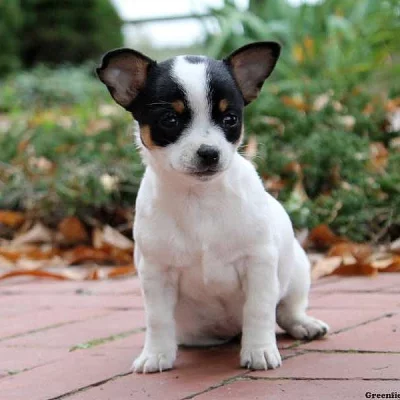 Chihuahua Puppies