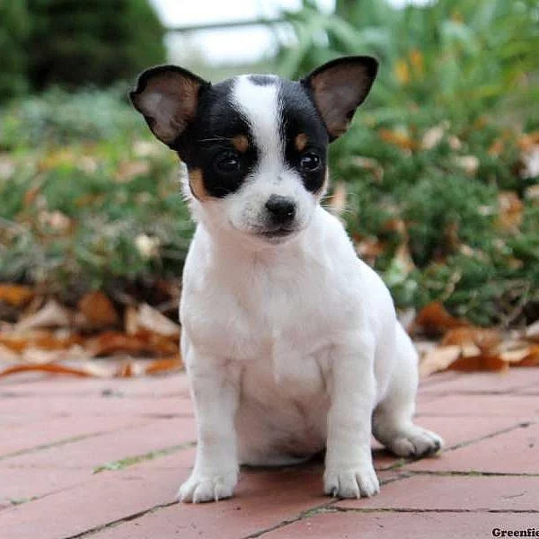 Chihuahua Puppies