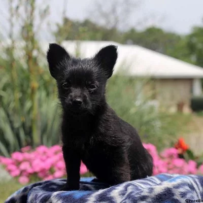 Chihuahua Mix