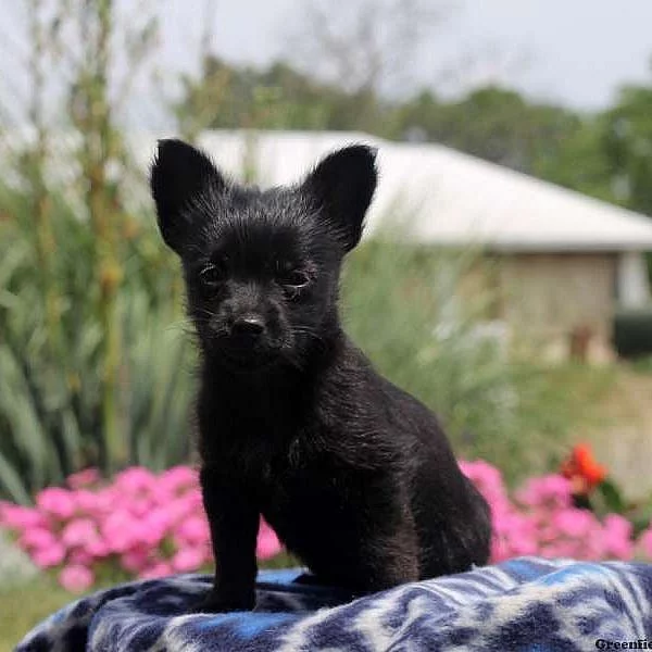 Chihuahua Mix