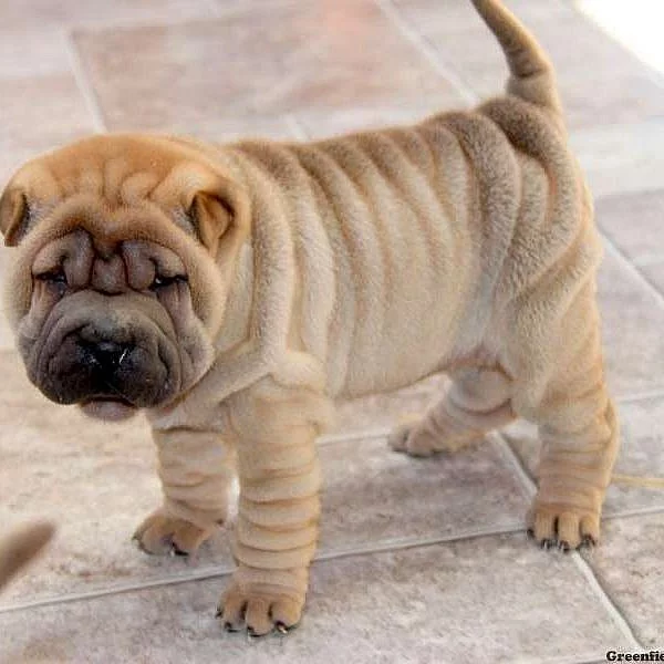 Chinese Shar Pei Puppies