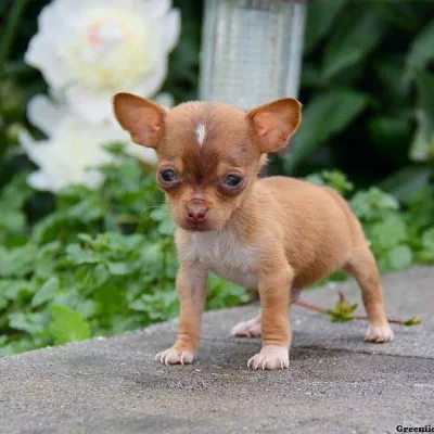Chiweenie