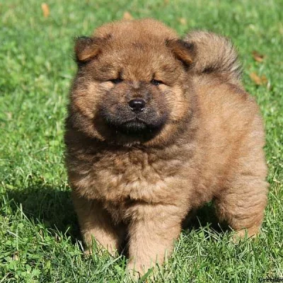 Chow Chow