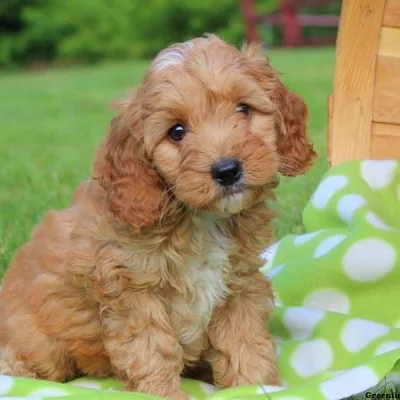Cockapoo