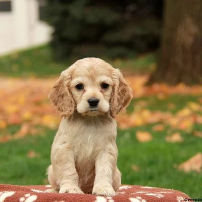 Cocker Spaniel