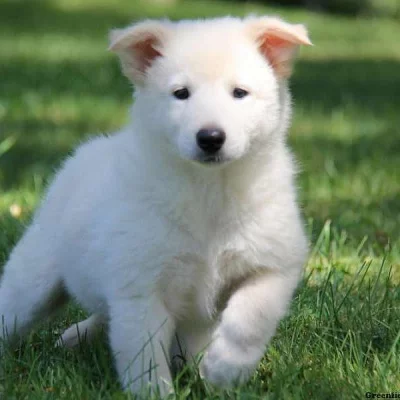 Collie Mix Puppies