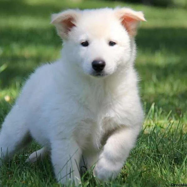 Collie Mix Puppies