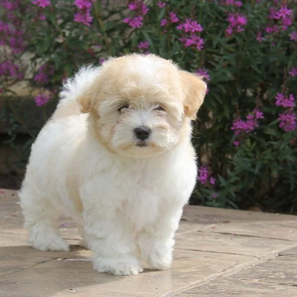 Coton de Tulear Puppies