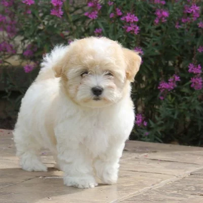 Coton de Tulear Puppies