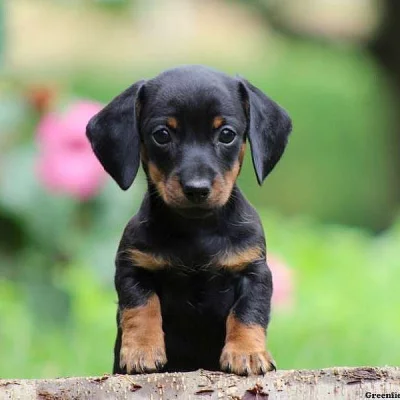 Dachshund