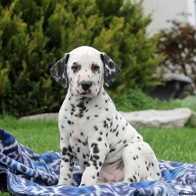 Dalmatian Puppies