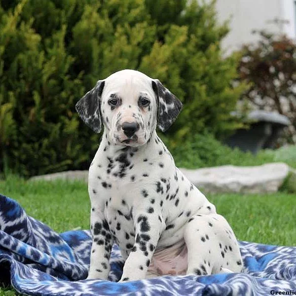 Dalmatian Puppies