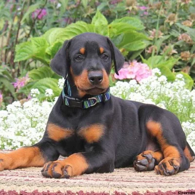 Doberman Pinscher