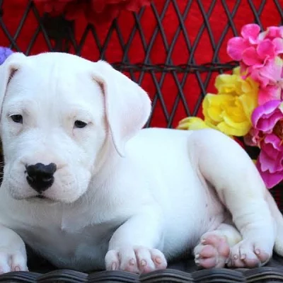 Dogo Argentino