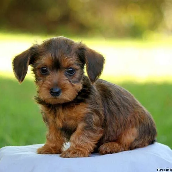 Dorkie Puppies