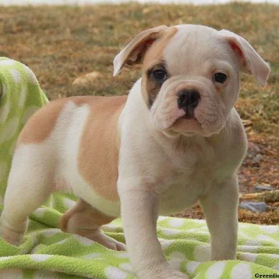 EngAm Bulldog Puppies