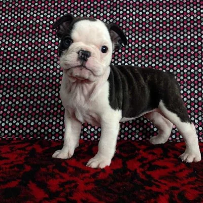 English Boston-Bulldog