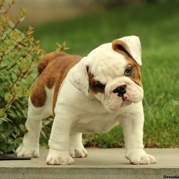 English Bulldog Puppies