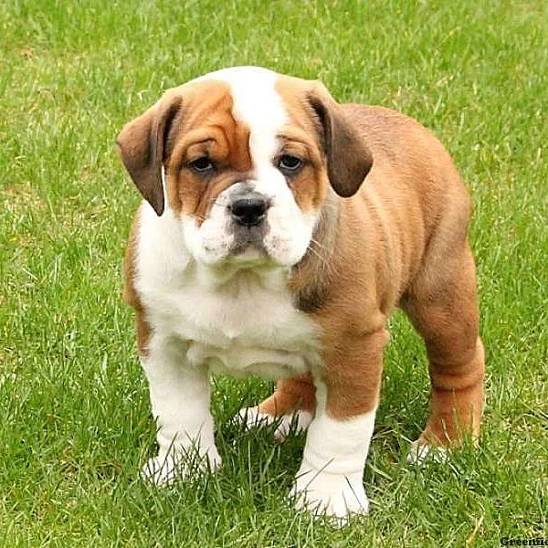 English Bulldog Mix