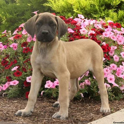 English Mastiff Mix