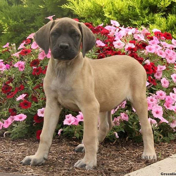 English Mastiff Mix