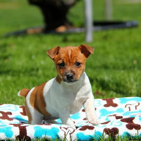 Foxy Russell Puppies