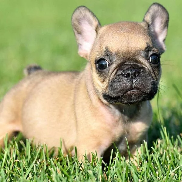 French Bulldog