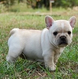Arch French Bulldog puppy