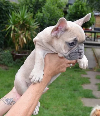 French Bulldog puppy
