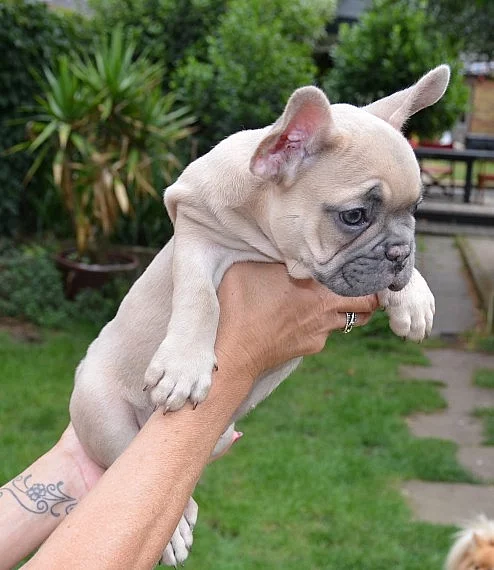 French Bulldog puppy
