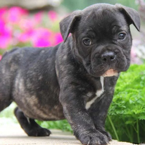French Bulldog Mix