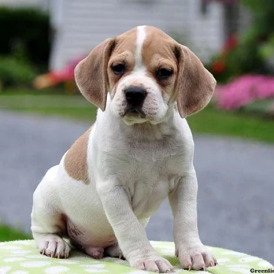 Frengle Puppy